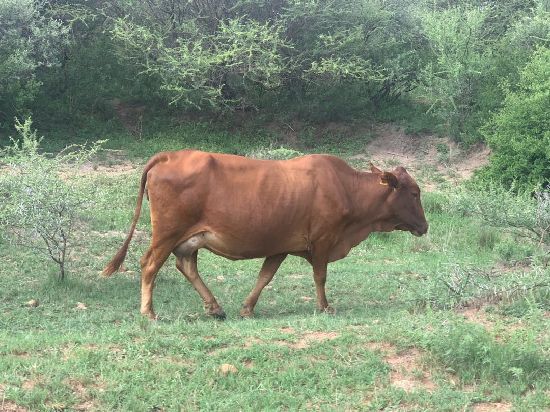 Tswana Cattle