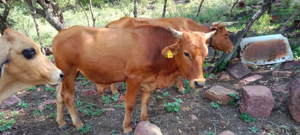 Tswana Cattle