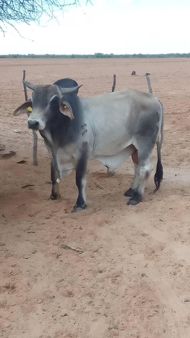 Brahman