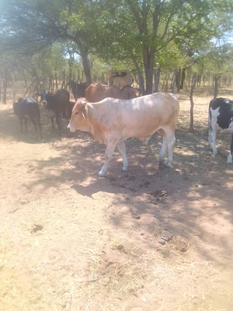 Brahman