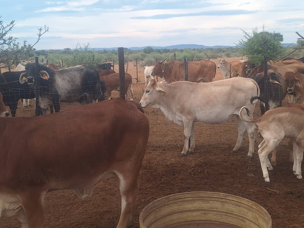 Tswana Cattle