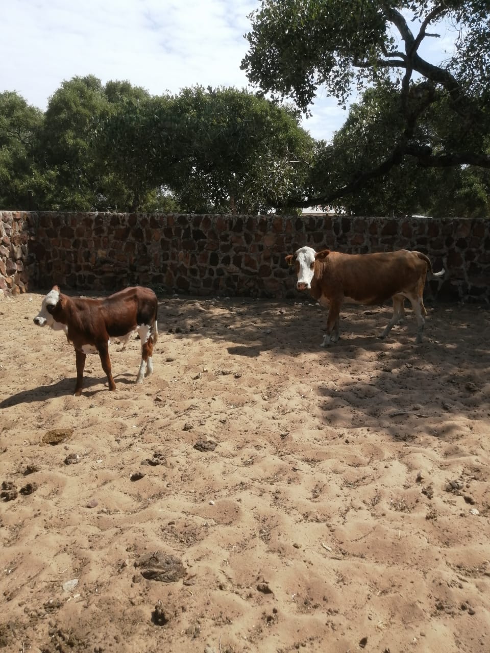 Tswana Cattle