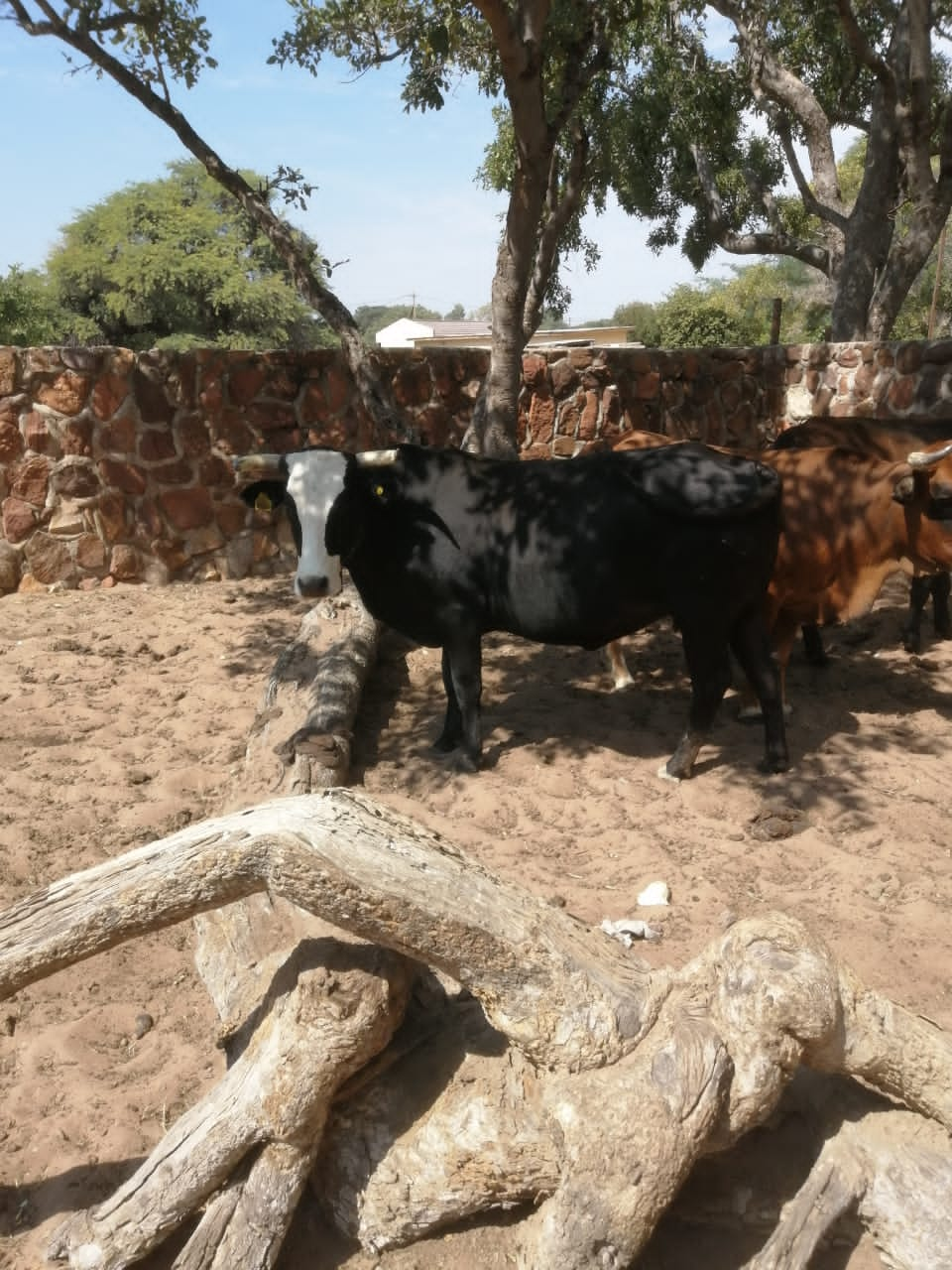 Tswana Cattle