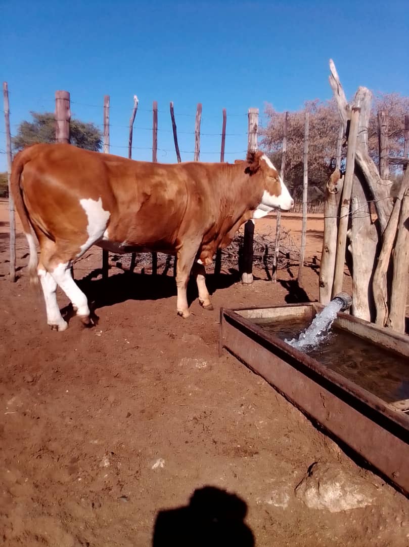 Tswana Cattle