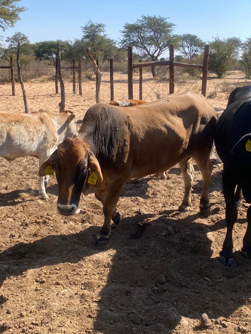 Tswana Cattle