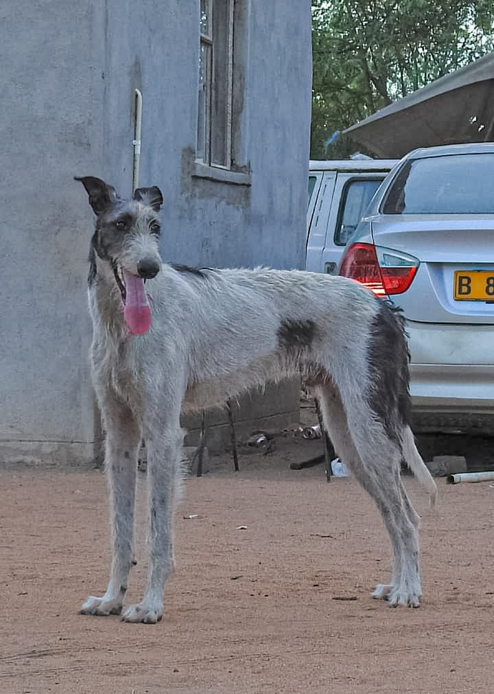 Speed-Saluki