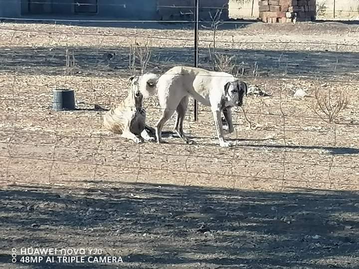 Anatolian-breed