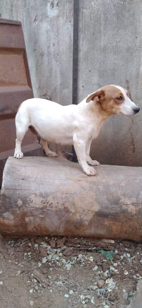 Jack Russell Terrier