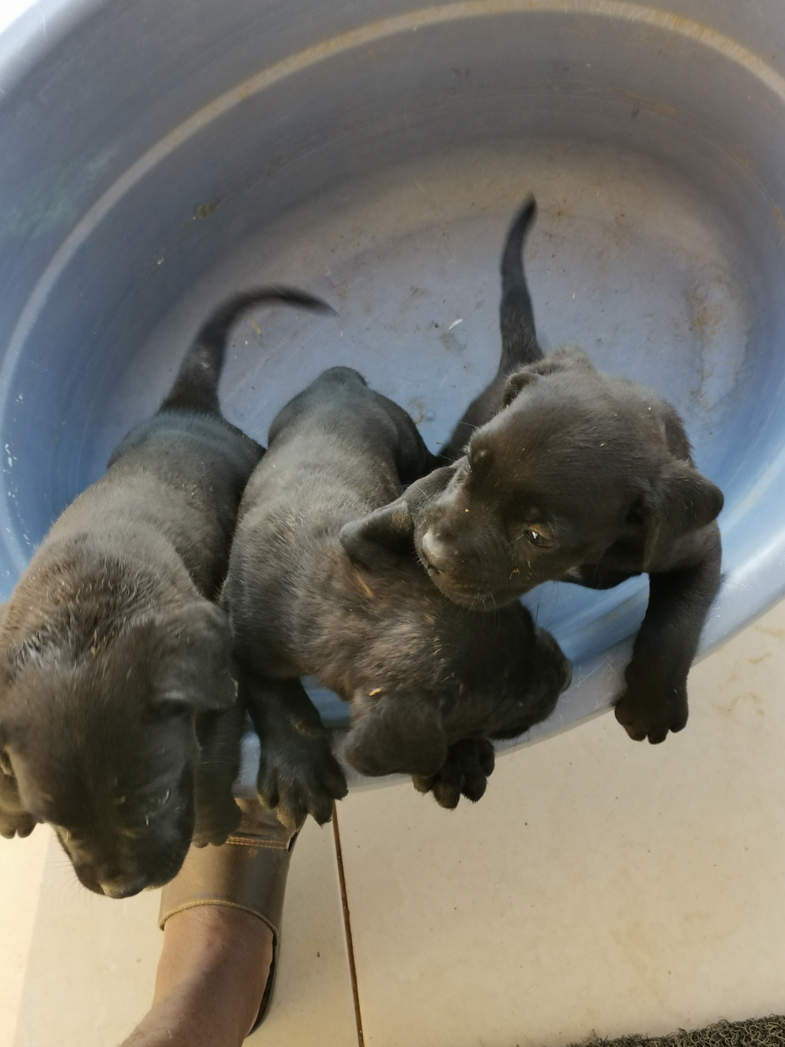 Cane Corso