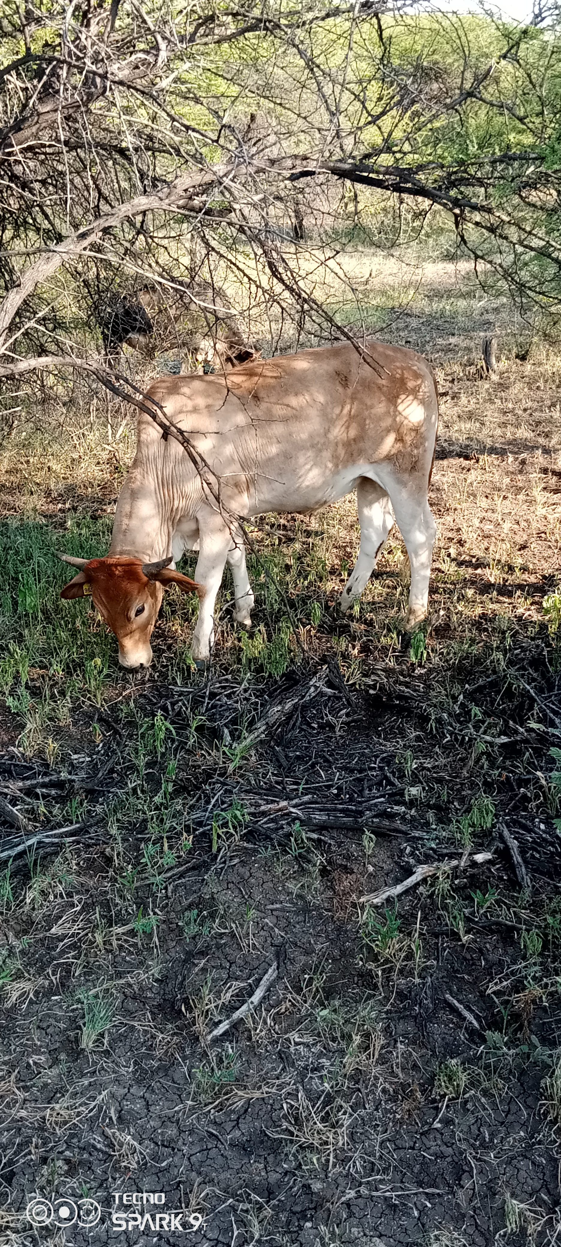 Tswana Cattle