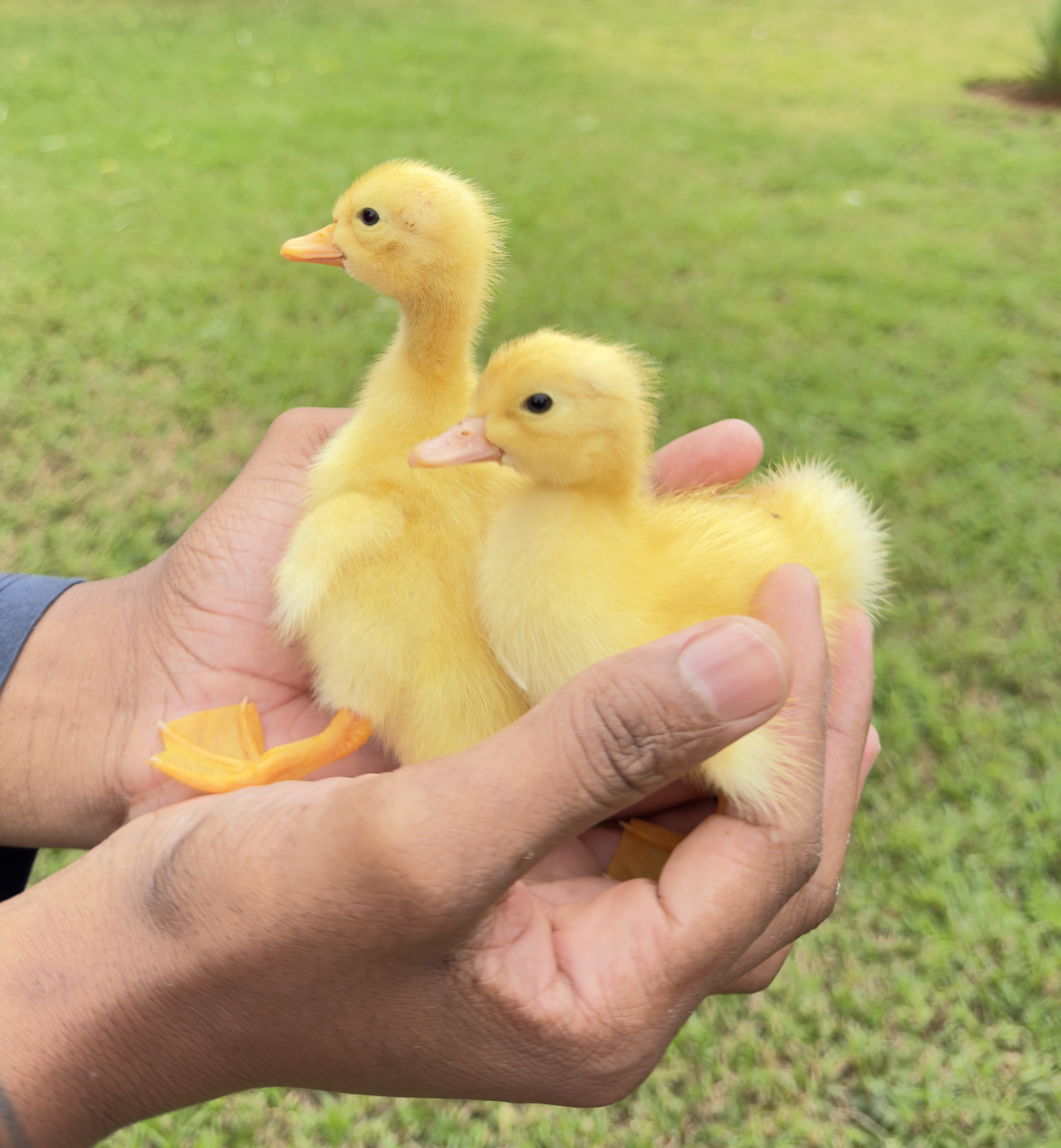 Ducklings