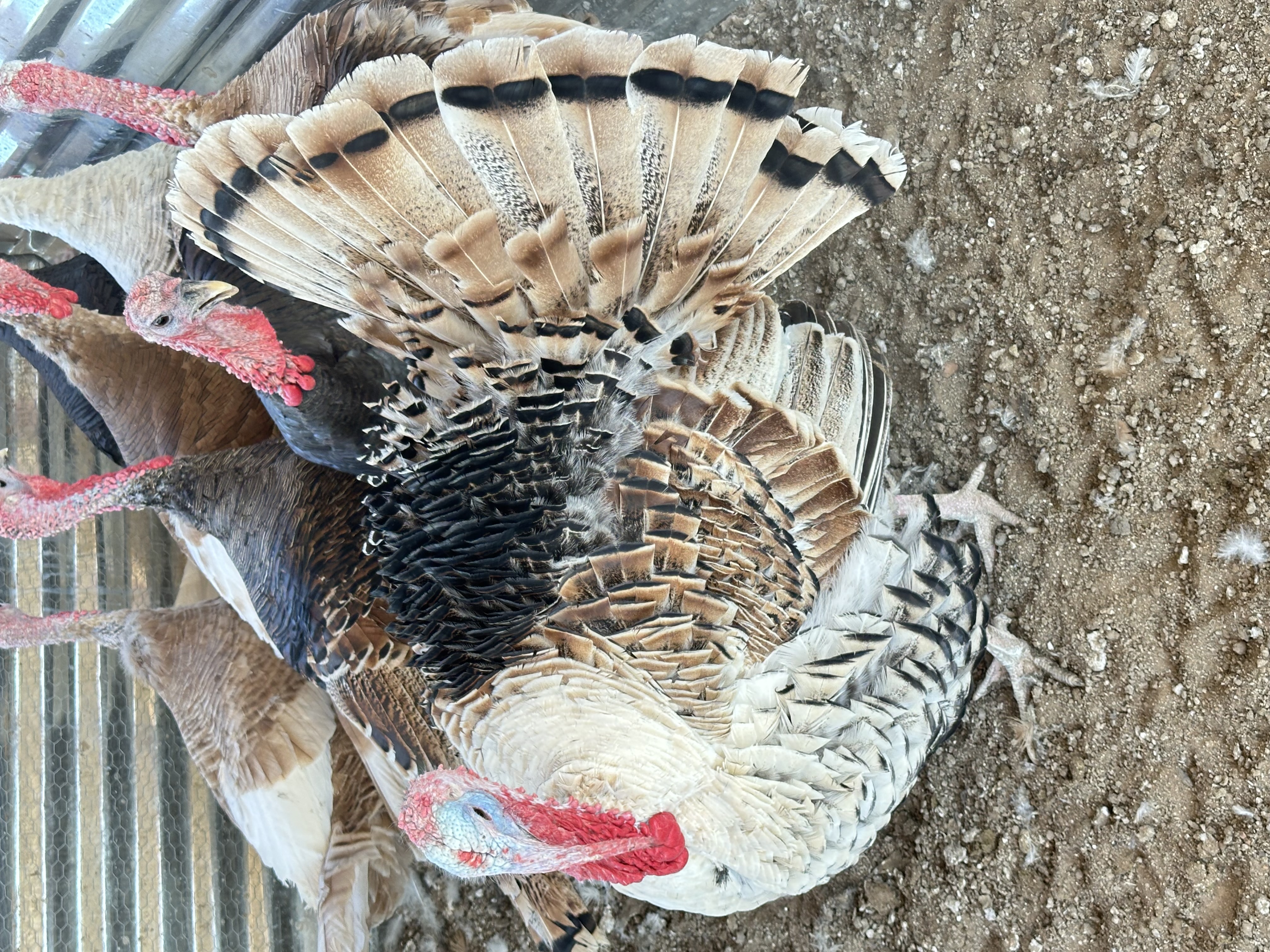 Male Turkey