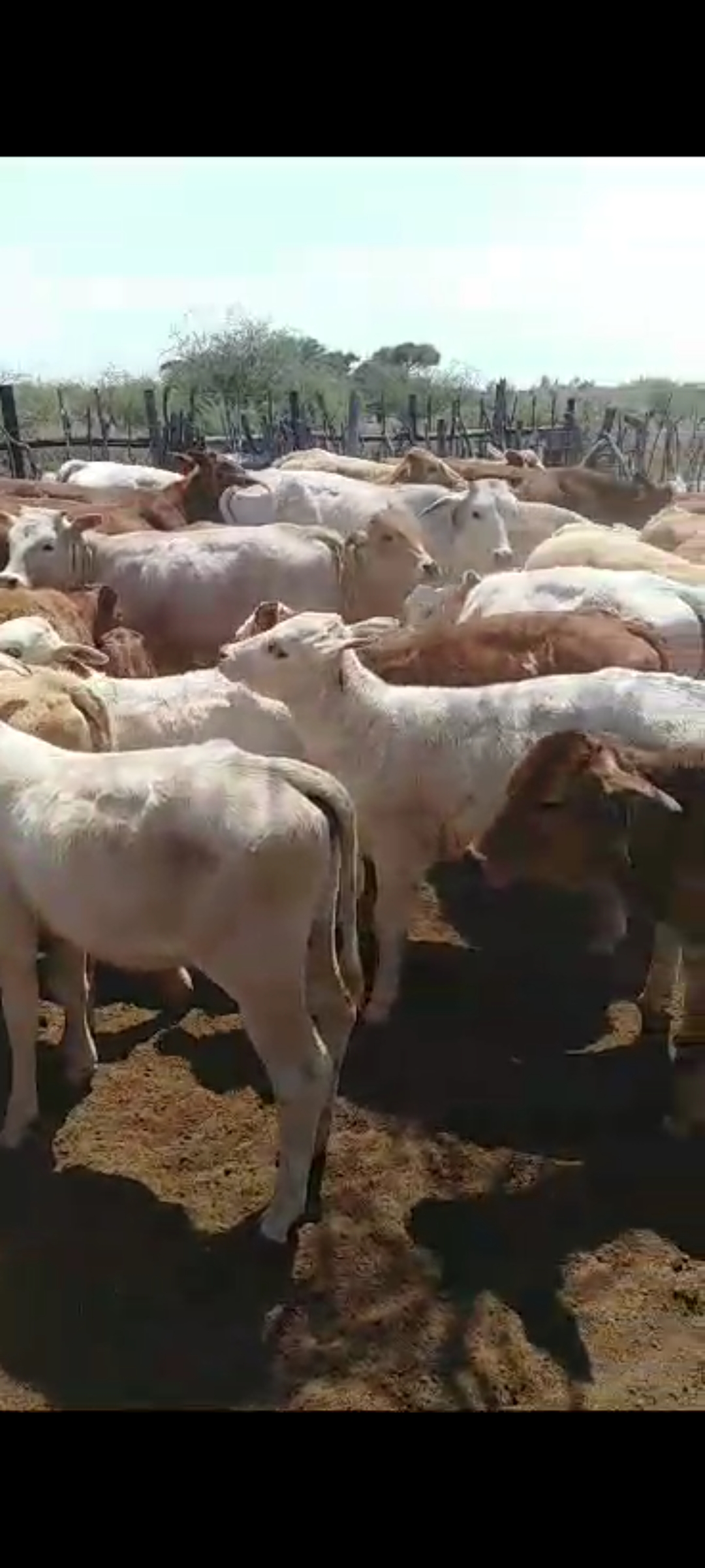 Tswana Cattle