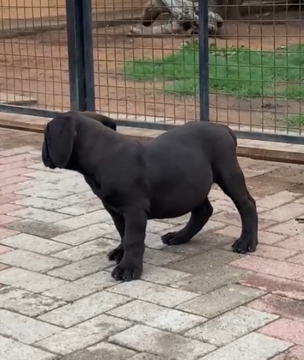 Boerboel