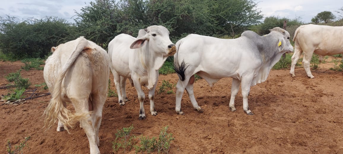 White Brahman