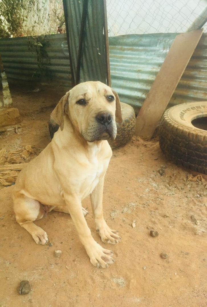 Boerboel