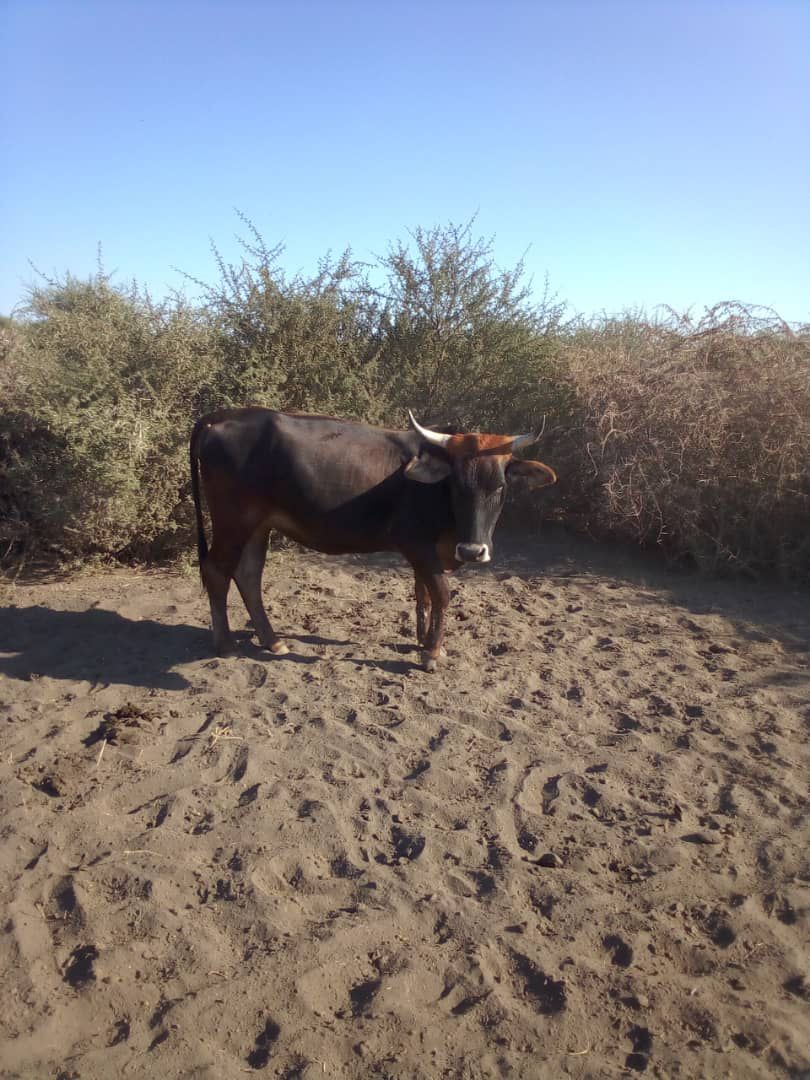 Tswana Cattle