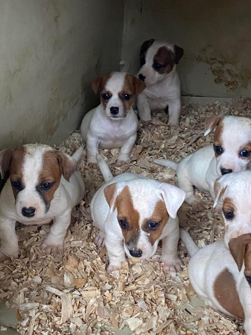 Jack Russell Terrier