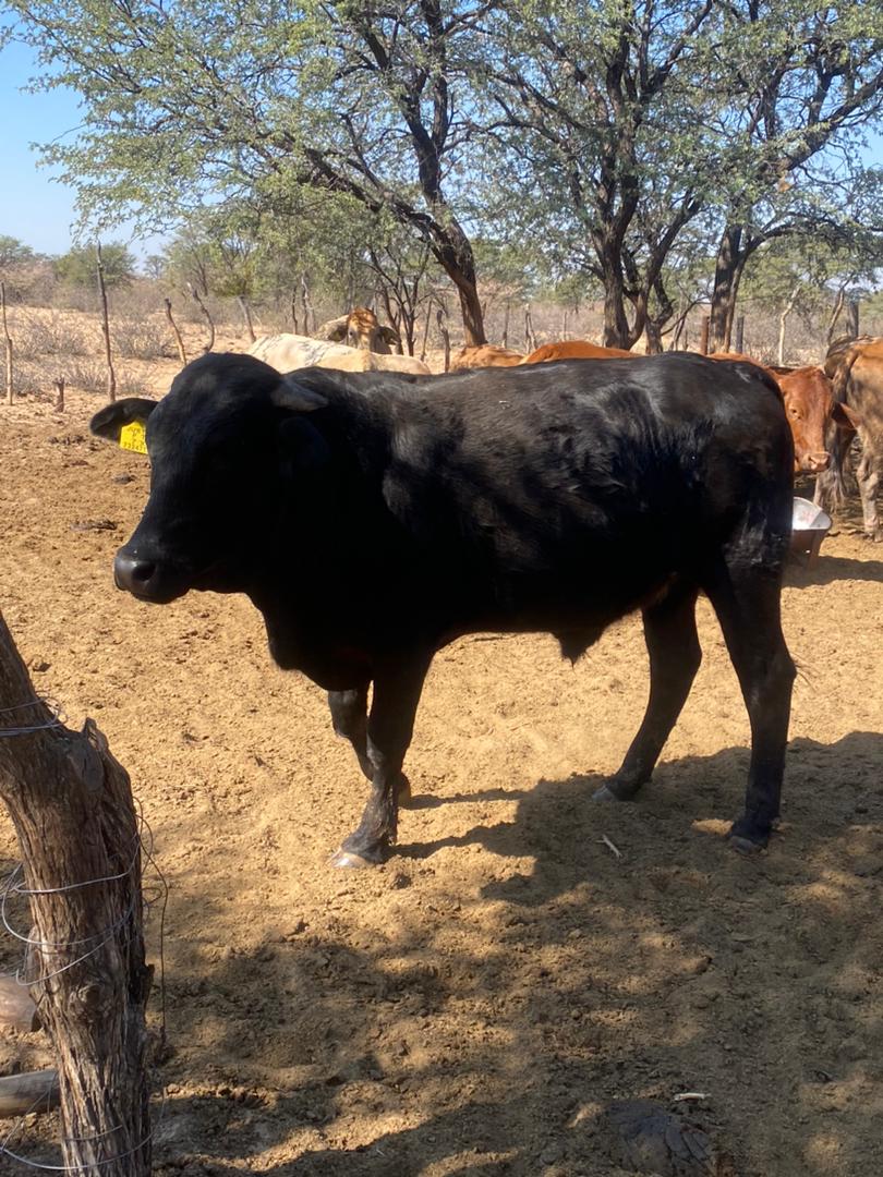 Tswana Cattle