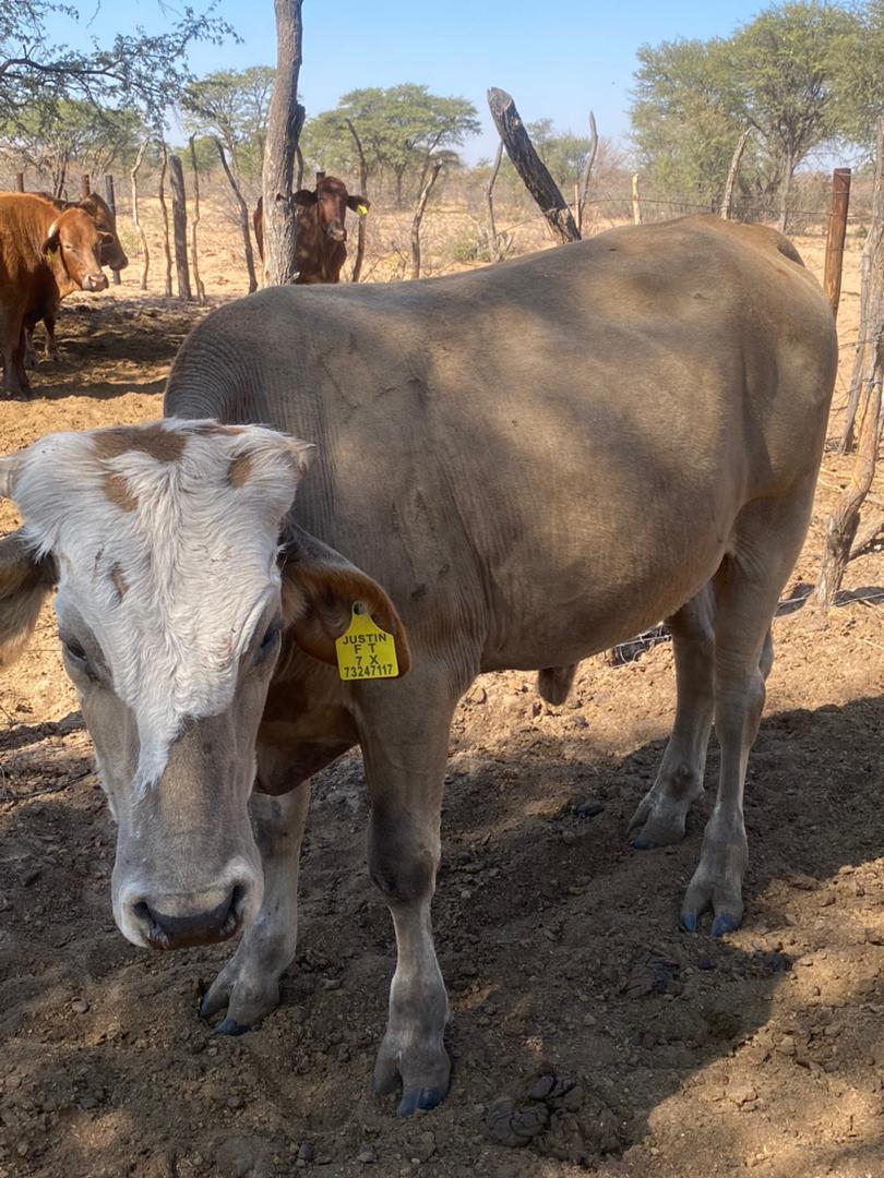 Tswana Cattle