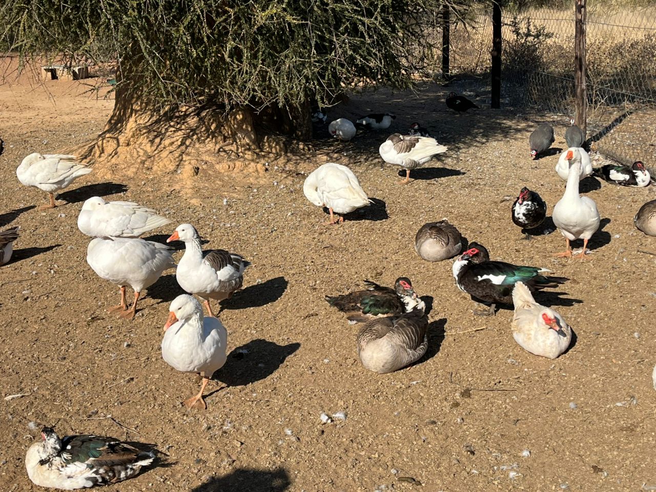 Muscovy Ducks