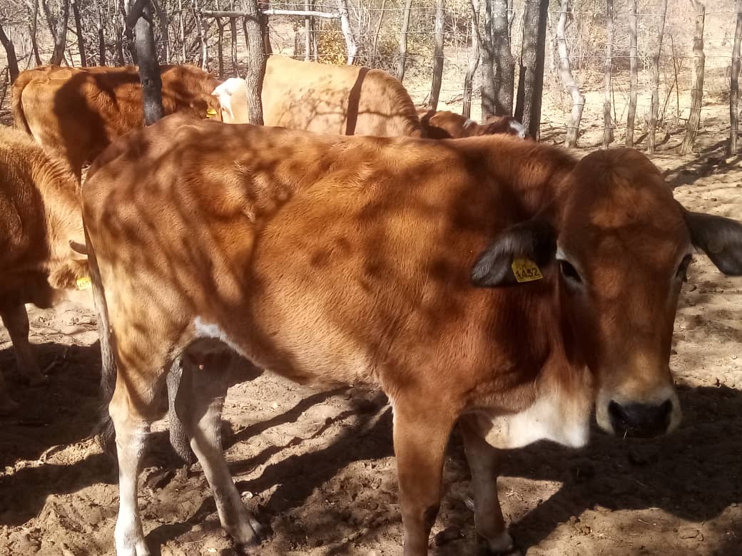 Tswana Cattle