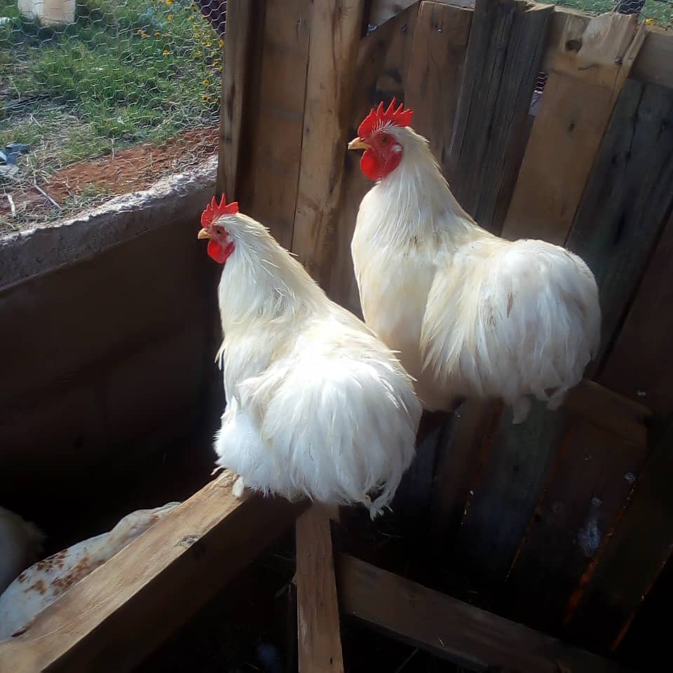 Perkin Bantam