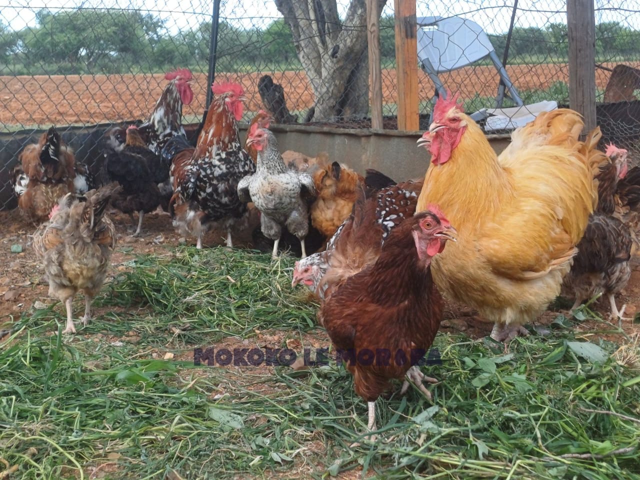 Cross Breed Chicks