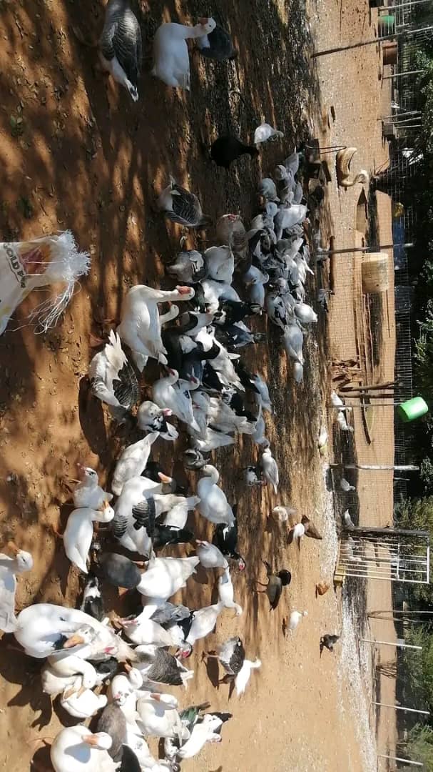 Muscovy Ducks