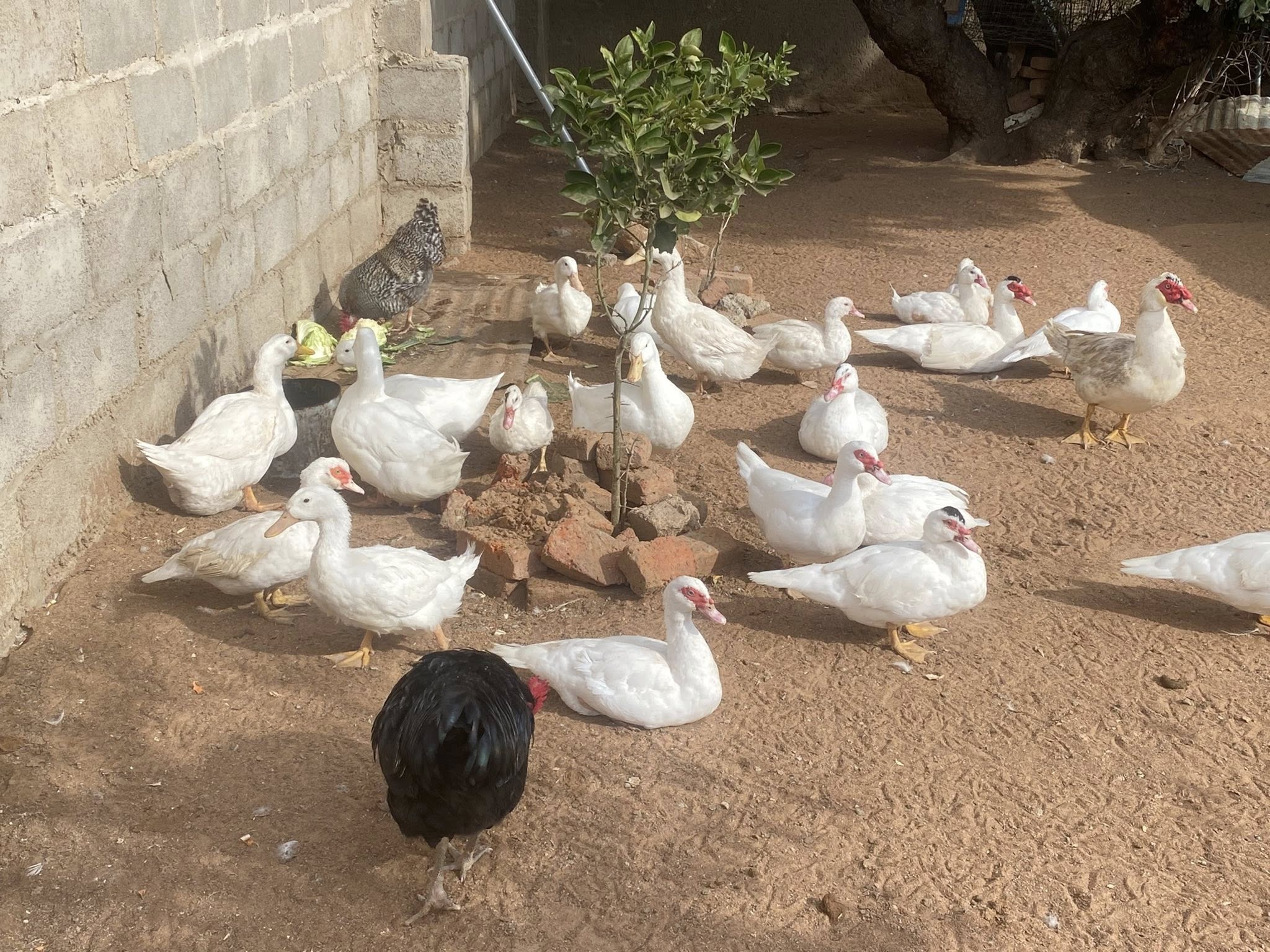 Muscovy Ducks