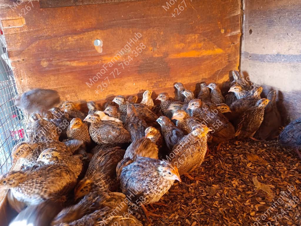 Quails