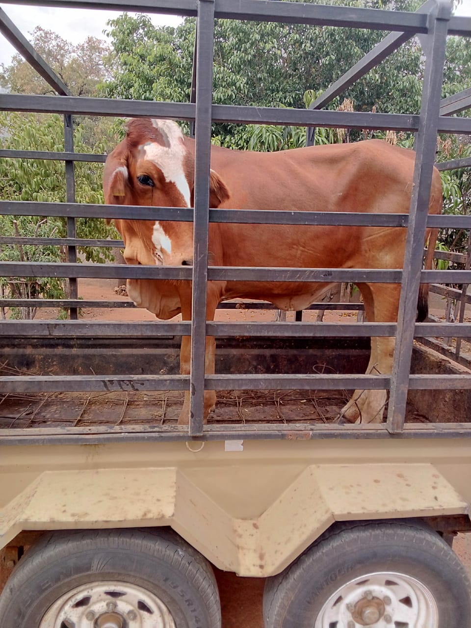 Tswana Cattle