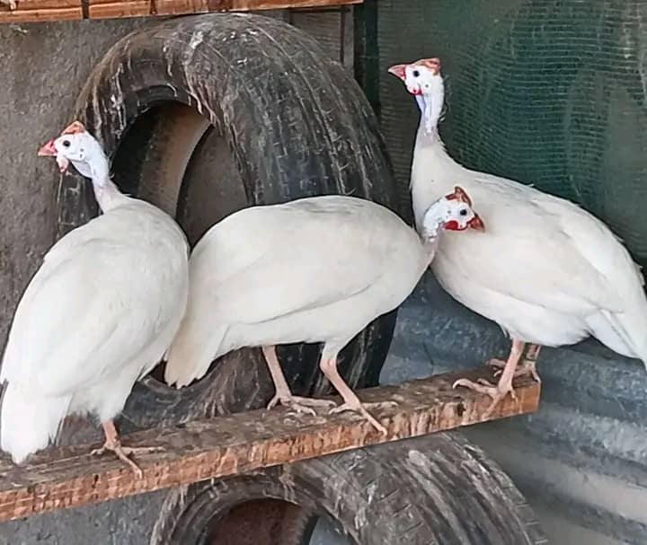 White Guinea