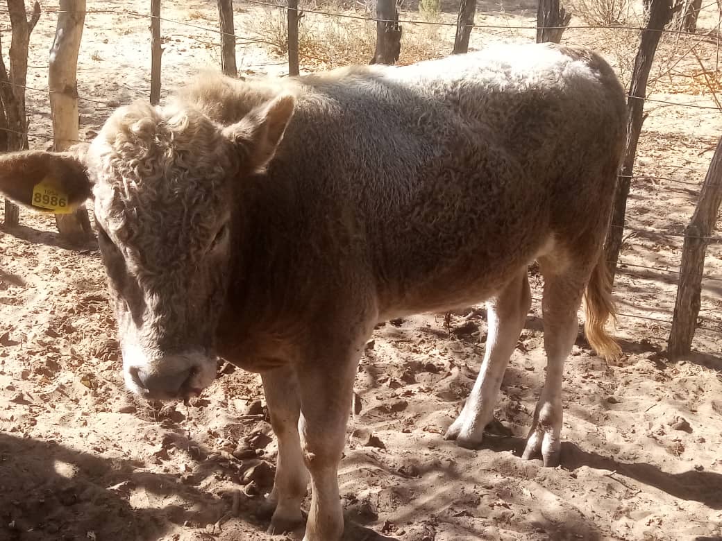 Charolais