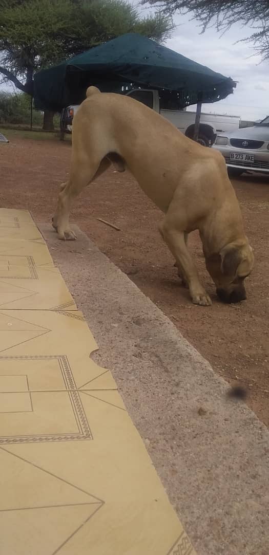 Boerboel