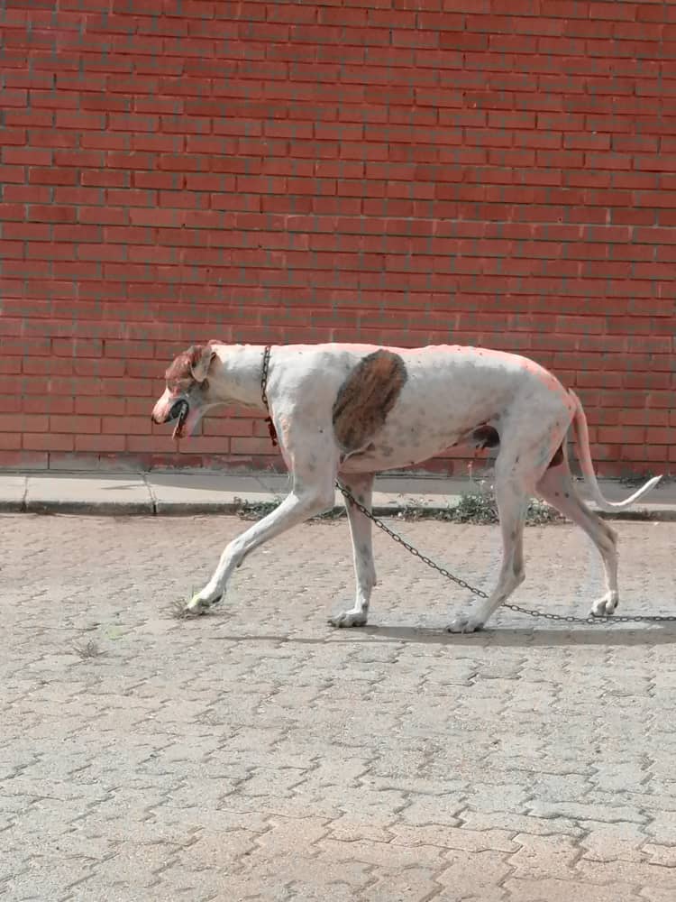 Speed-Saluki