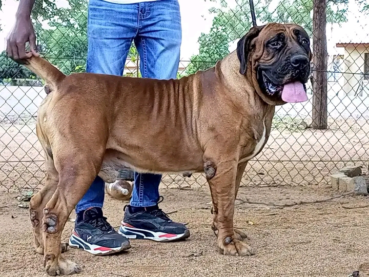 Boerboel