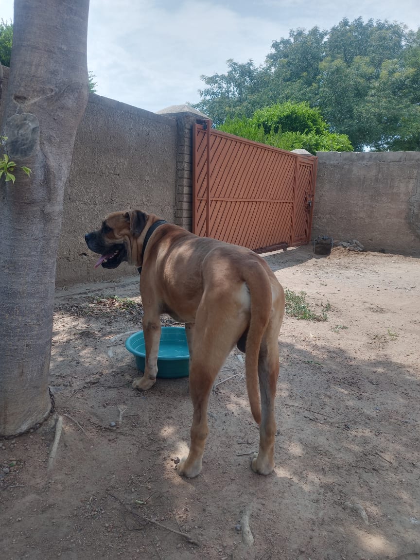 Boerboel