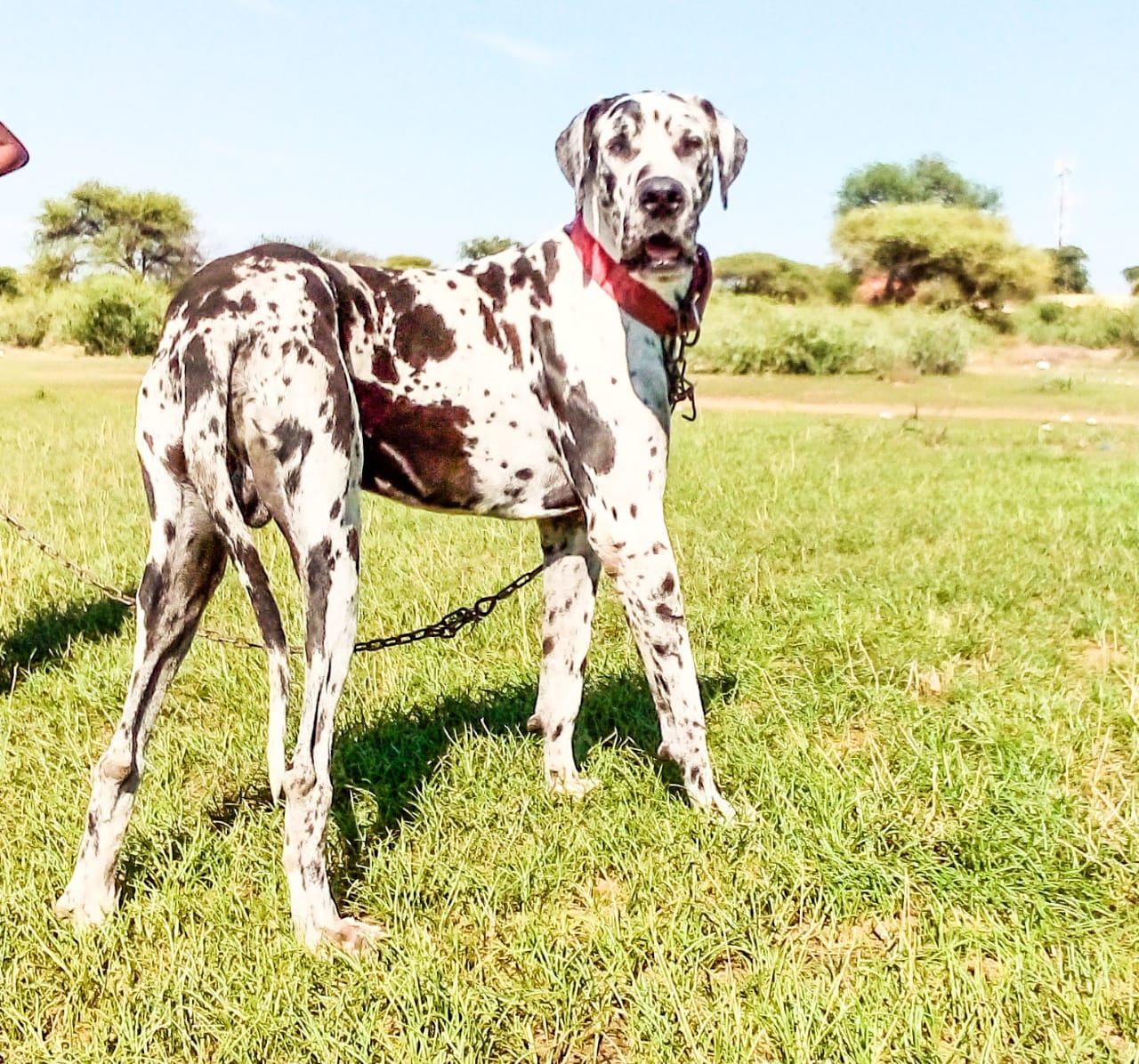 Great-Dane