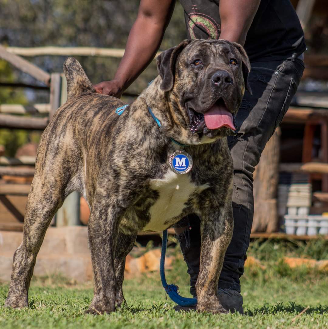 Boerboel