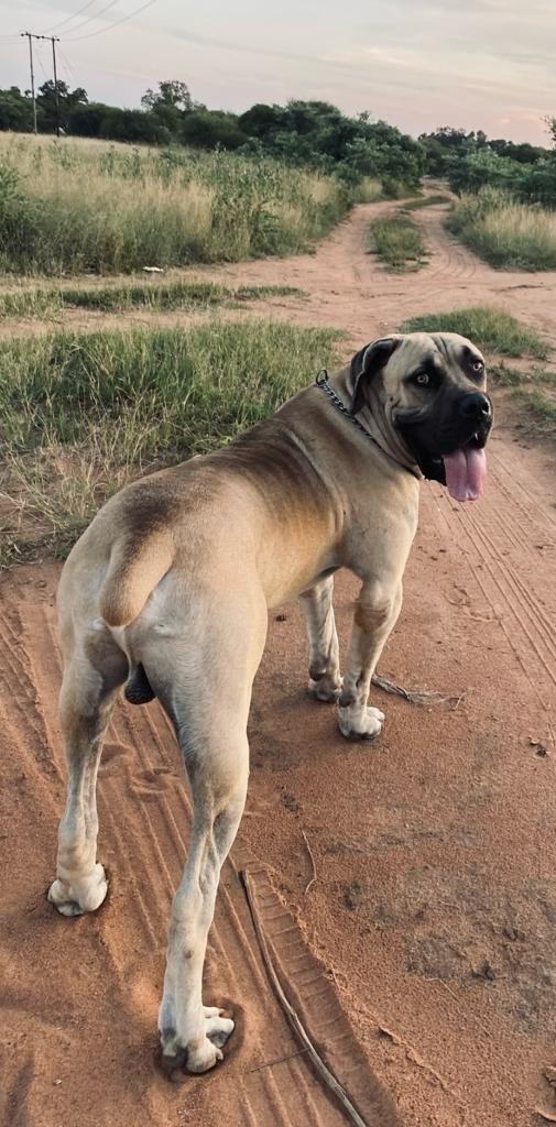 Boerboel