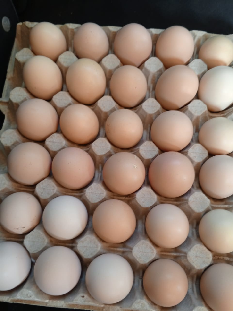 Eggs