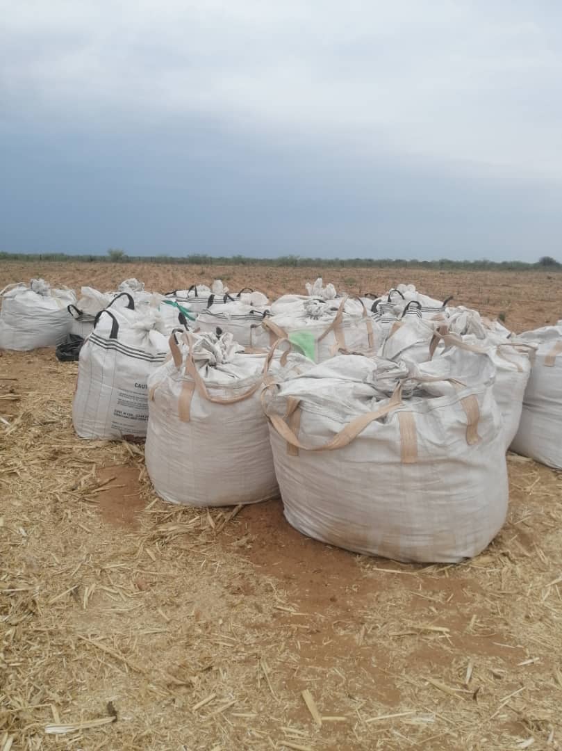 Crashed Maize