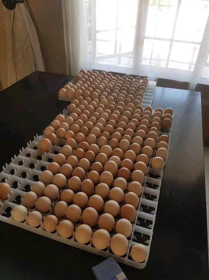 Eggs