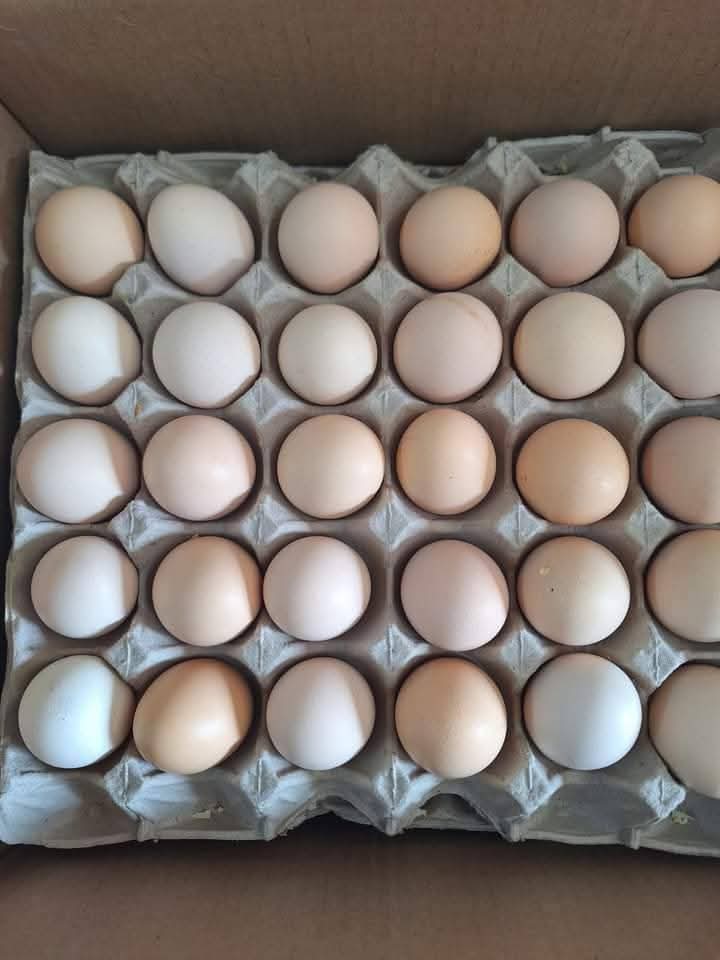 Eggs