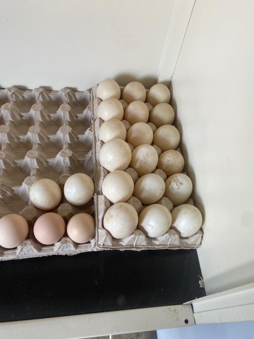 Eggs