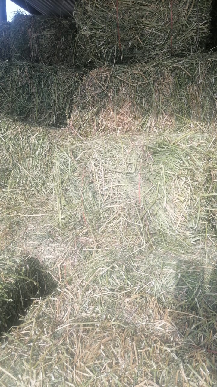 Grass