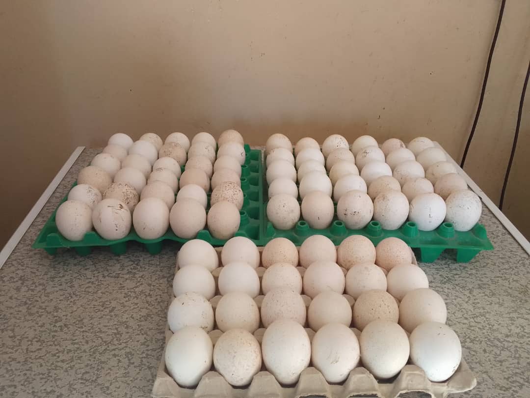 Eggs