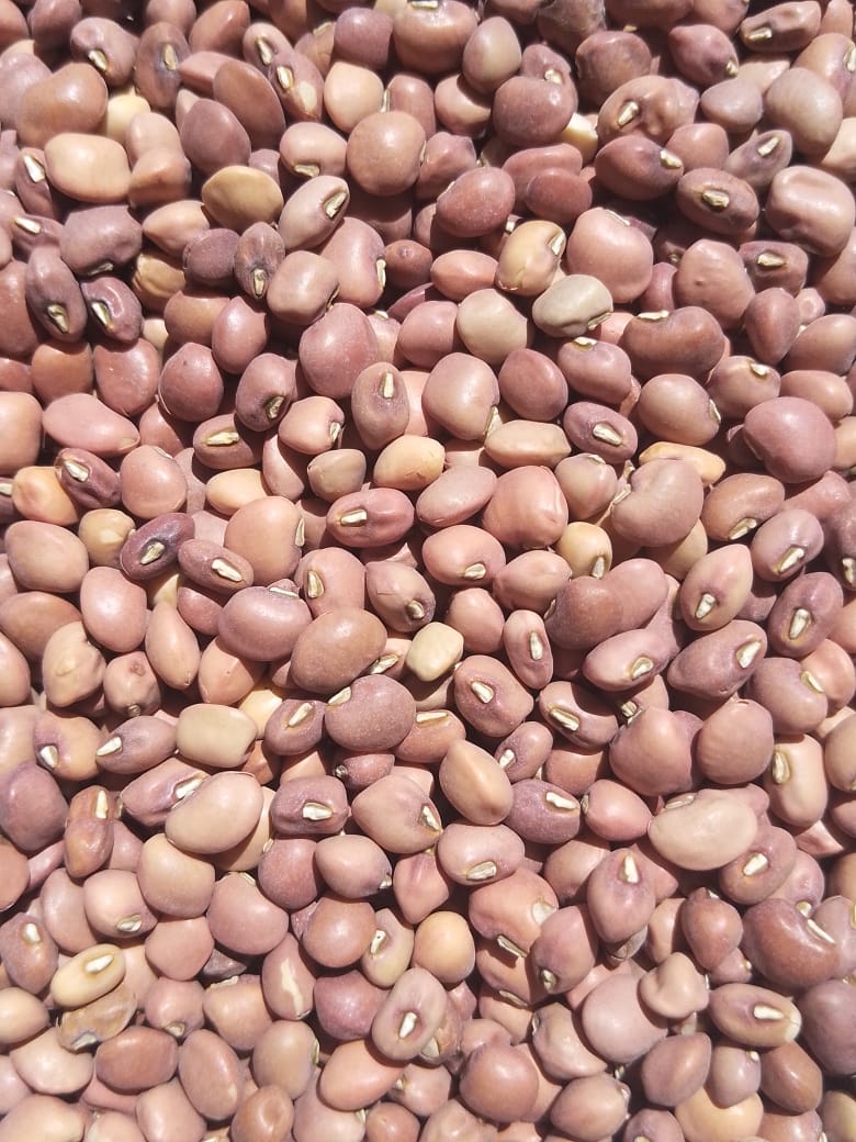 Cowpea | Dinawa