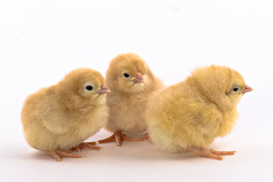 Chicks